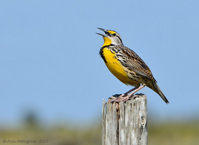 Eastern Meadowlark