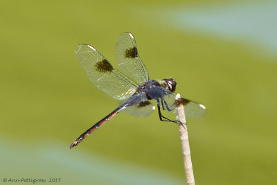 Four-spotted Pennant