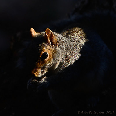 Eastern Gray Squirrel