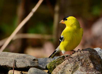 American Goldfinch