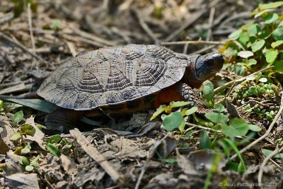 Wood Turtle