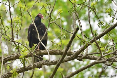 Turkey Vulture