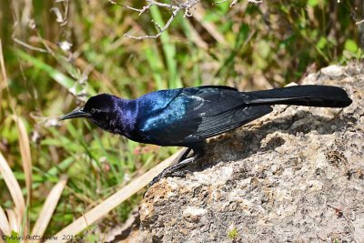 Boat-tailed Grackle