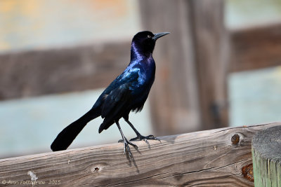 Boat-tailed Grackle