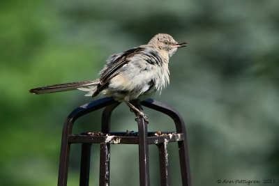 Northern Mockingbird