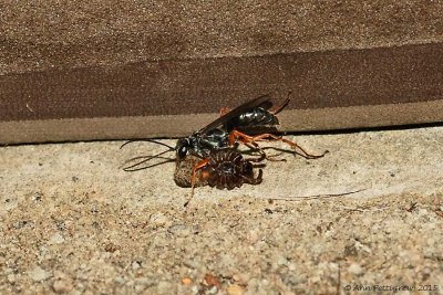 Spider Wasp