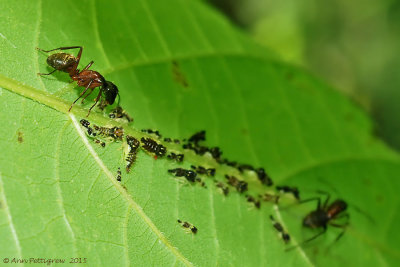 Ant Tending Leafhopper Nymphs