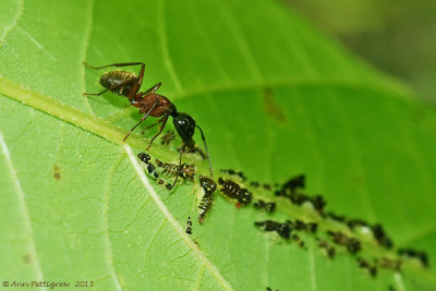 Ant Tending Leafhopper Nymphs
