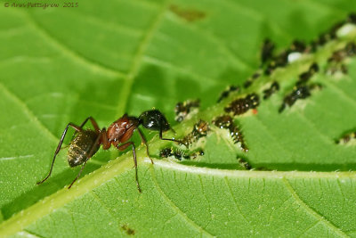 Red Carpenter Ant Tending Leafhopper Nymphs