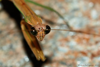 Chinese Mantis