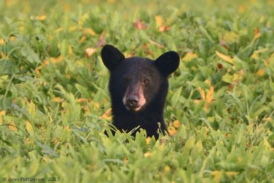 Black Bear