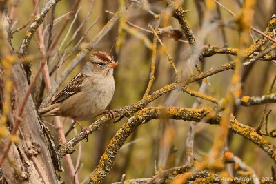 White-crowned Sparrow