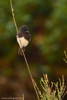 Black Phoebe