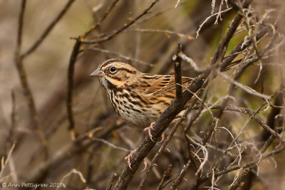 Song Sparrow