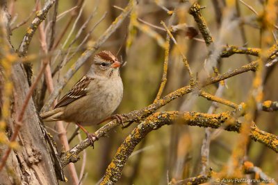 White-crowned Sparrow