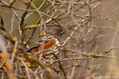 Spotted Towhee