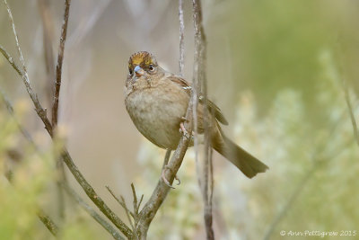 Golden-crowned Sparrow