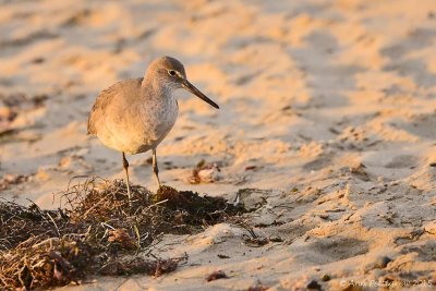 Willet