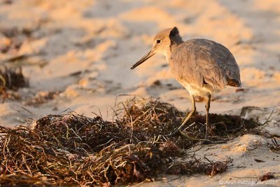 Willet