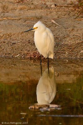 Snowy Egret