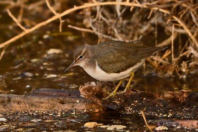 Spotted Sandpiper