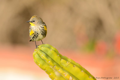 Yellow-rumped Warbler (Audubon's)