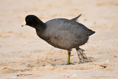 American Coot