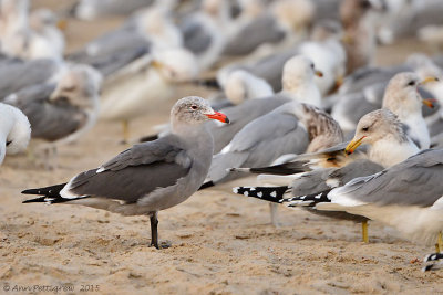 Heermann's & California Gulls