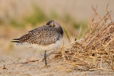 Black-bellied Plover