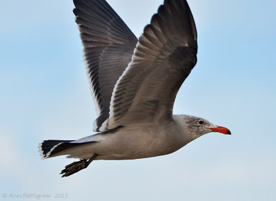 Heermann's in Flight