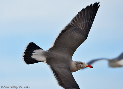 Heermann's in Flight