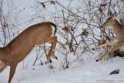 My Missing Bird Feeder & White-tailed Deer