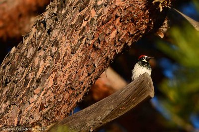 Acorn Woodpecker 