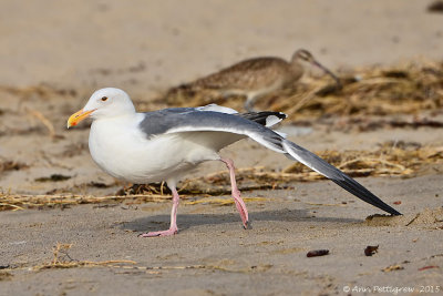 Western Gull