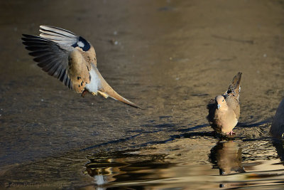 Mourning Doves in Morning Light