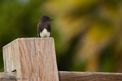 Black Phoebe