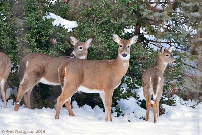 White-tailed Deer