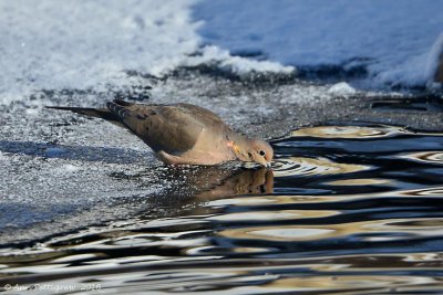 Mourning Dove