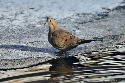 Mourning Dove