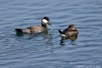 Ruddy Ducks