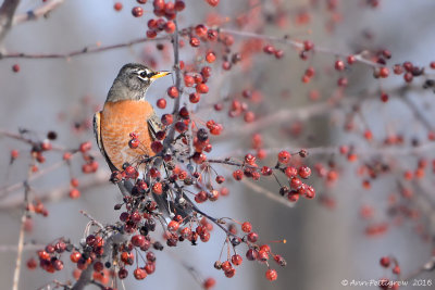 American Robin