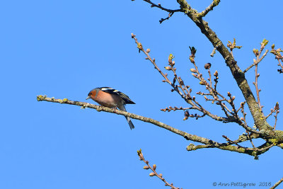 Chaffinch