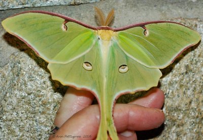 Luna Moth