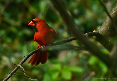 Northern Cardinal