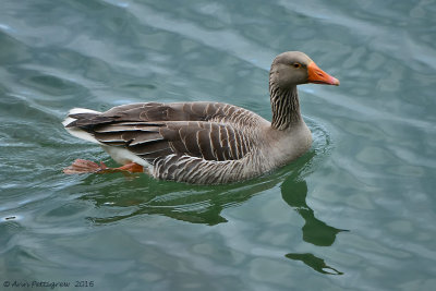 Greylag Goose