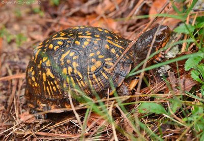 Eastern Box Turtle