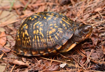 Eastern Box Turtle