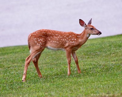 White-tailed Fawn