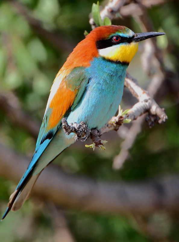 Bee-eater - Merops apiaster     Eftalou