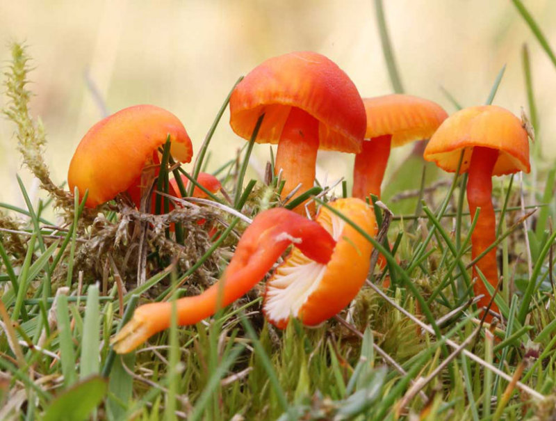 FUNGI OF BRITAIN & EUROPE